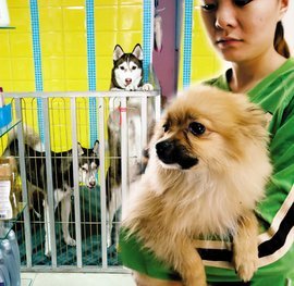 宠物托管服务 为爱宠提供专业呵护与安全港湾