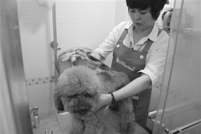 创新与转型并行 宠物行业加速O2O领域布局