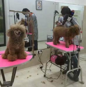 申普宠物医院加盟 新时代宠物服务的发展机遇