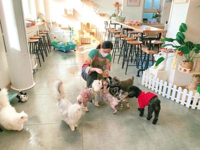 旅游热带火宠物上门喂养，宠物服务行业涌现新业态