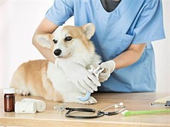 当1元遇到宠物医院 是福利还是噱头？