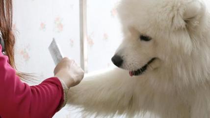 “宠物经济”也疯狂 掘金千亿蓝海，宠物服务如何引领消费新风尚？