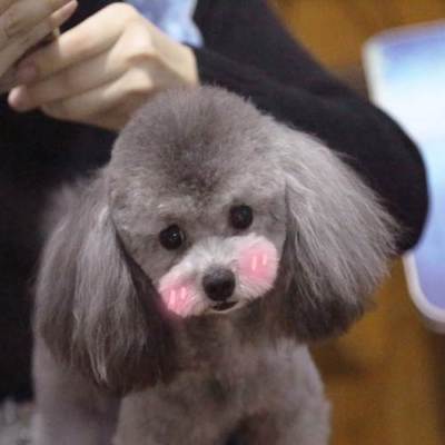 哈尔滨狗狗婚介所 专业灰泰迪DD配种服务