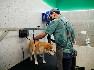 青浦首店！这家宠物乐园有点不一样~ 解锁宠物服务新体验