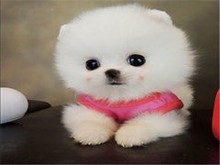 本溪博美犬领养指南 开启宠物生活新篇章