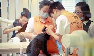 壹狗宠物美容店 专业与贴心的宠物美容体验