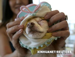 日本宠物商品及服务市场持续扩大 驱动因素与未来展望