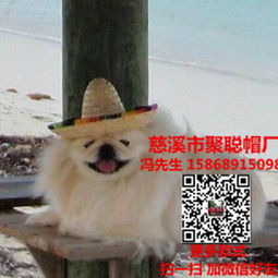 定制宠物帽，让您的爱宠时尚又温暖