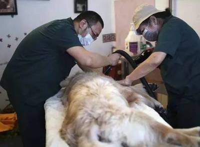 宠物行业新蓝海 服务领域迎来爆发式增长