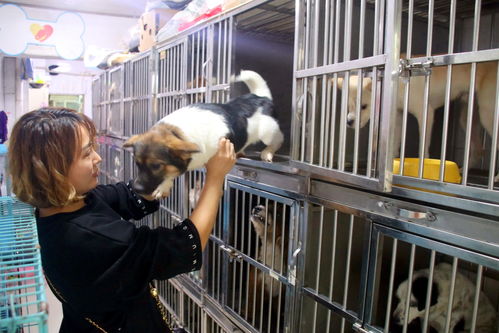 苏州长假宠物寄养生意火爆，高端服务成新趋势