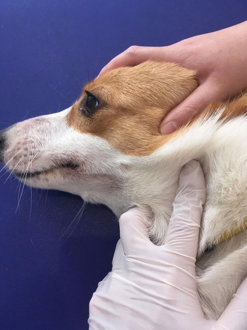 深圳宝安区及龙华区24小时宠物医院与服务指南