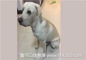 严格执行来料检验标准，保障宠物托运服务质量与安全