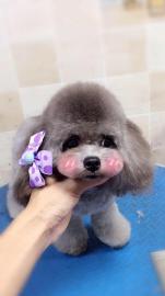 深圳宠物服务新风尚 上门宠物美容，为您的狗狗打造专属星级体验